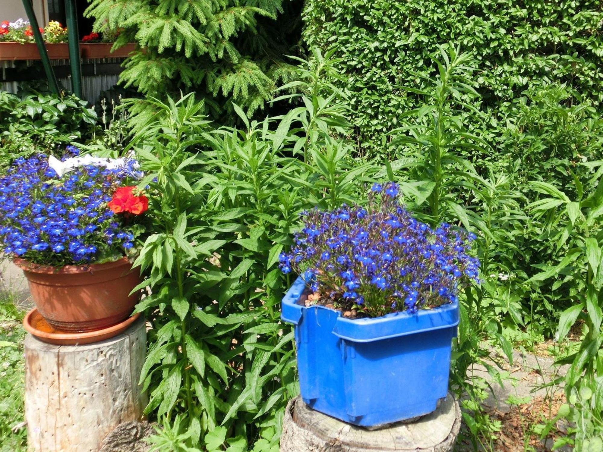 Holiday Home In Cattenstedt Harz With Garden エクステリア 写真